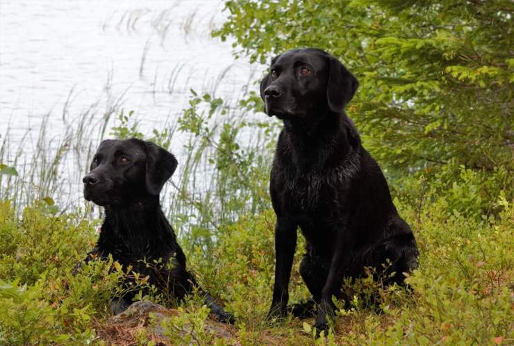 hundar jaktlabradorer